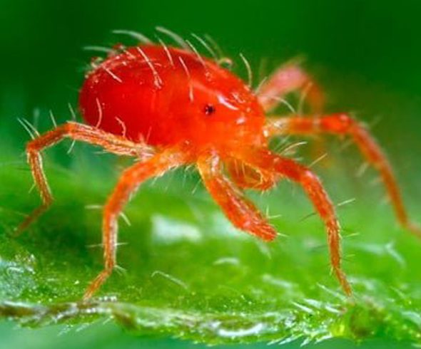 La Araña Roja. ¿Cómo eliminarla con remedios ecológicos?